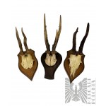 Hunting Trophies - antlers of a buck deer mylkus