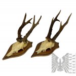 Hunting Trophies - antlers of a buck deer mylkus