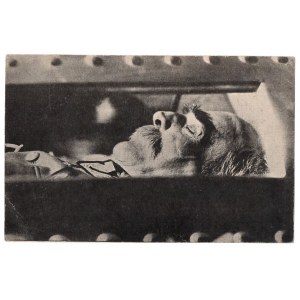 II RP, Postcard of Marsh. Pilsudski in a coffin