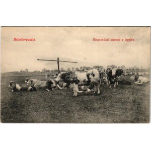Bábolna-puszta, Simmenthali tehenek a legelőn