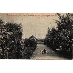 1910 Modor, Modra; A leánynevelő intézeti kertnek a Kis-Alföldre nyíló alsó útja, kutya / garden of the girl school...