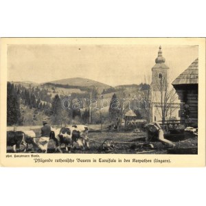 Tarújfalu, Novoselytsya, Noua Sulita; Pflügende ruthenische Bauern. Phot. Hauptmann Banka - Feldpost Wohlfahrts...