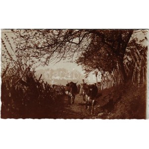 Kitzbühel (Tirol), Viehtrieb / cattle droving. Josef Ritzer photo