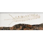 Tornay Endre András (1949-2008): Lelet. Kő és gipsz, keretben, Jelzett 29x29 cm