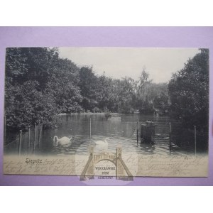 Legnica, Liegnitz, pond, swans, 1904