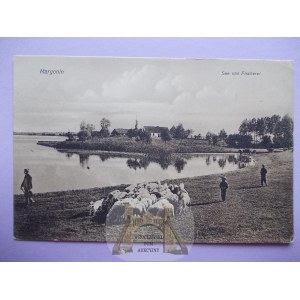 Margonin near Chodzież, lake, sheep grazing, 1912