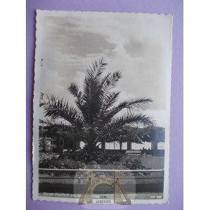 Sopot, Zoppot, palm tree, circa 1940.