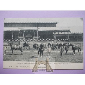 Leipzig, agricultural fair, stud horses - Pieniężno, 1909