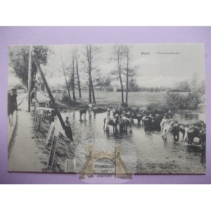 Kolno, washing horses in the river, ca. 1916