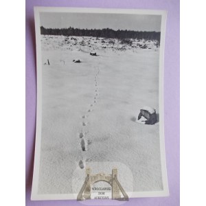 Track of the fox, photo by W. Puchalski, published by Książnica Atlas, 1938