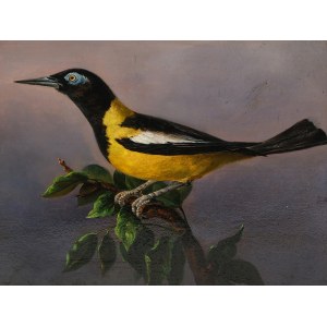 Franz Xaver Petter, Lichtental 1791 - 1866 Vienna, The woodpecker