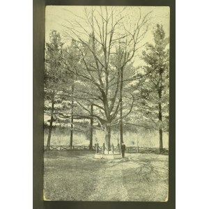 Lasówice koło Bolechowa - Dąb 1913 (217)