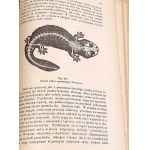 BOAS- PODRĘCZNIK ZOOLOGII 1893 setki rycin