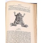 BOAS- PODRĘCZNIK ZOOLOGII 1893 setki rycin