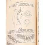 BOAS- PODRĘCZNIK ZOOLOGII 1893 setki rycin