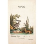 Johann Elias RIDINGER, ANIMALS