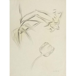 Stanisław Kubicki (1889 Ziegenhain - 1942 Berlin), Studie über Tulpen, 1931