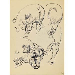 Ludwik MACIĄG (1920-2007), Krowa / Szkice krowy w czterech ujęciach - szkic dwustronny