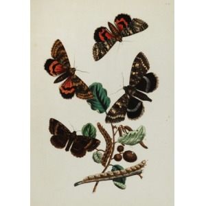 Motyle i gąsienice