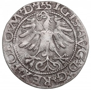 Polish-Lithuanian Commonwealth 1/2 Grosz 1565 - Sigismund II Augustus (1545-1572)