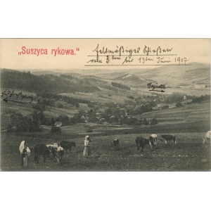 Suszyca rykowa - Widok ogólny, 1907