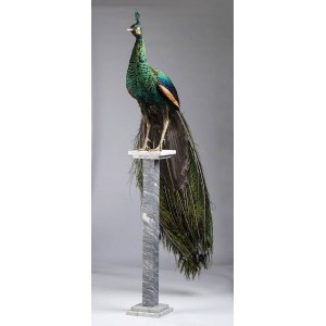 Peacock on pedestal