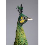 Peacock on pedestal