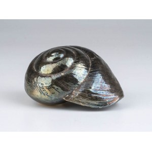 Natural silver coated shell