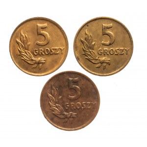 Polska, PRL, zestaw 3x 5 groszy 1949, brąz