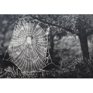 Janusz Bułhak (1906-1977), Ein Spinnennetz an einem Tannenbaum