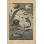 VERNE Juliusz (Jules) - Dwadzieścia tysięcy mil podmorskiej żeglugi [1922]