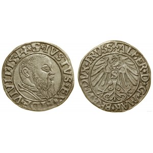 Ducal Prussia (1525-1657), penny, 1544, Königsberg