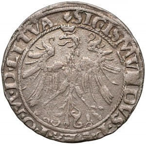 Zygmunt I Stary, Grosz Wilno 1535 - listopad - cienki OGON - bardzo rzadki