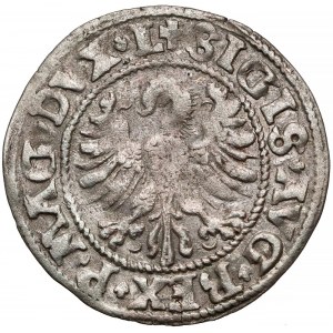 Zygmunt II August, Półgrosz Wilno 1546 - wczesny typ