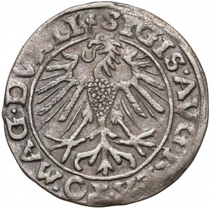 Zygmunt II August, Półgrosz Wilno 1557 - Behm - 2x koniczyna - rzadki