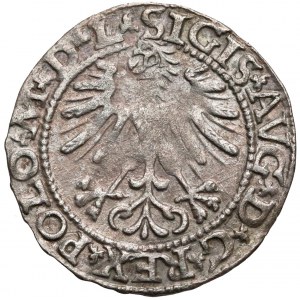 Zygmunt II August, Półgrosz Wilno 1563 - mała Pogoń