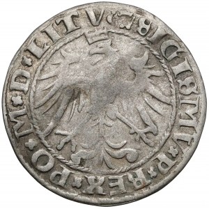 Zygmunt I Stary, Grosz Wilno 1536 - marzec - litera M - krzyżyki