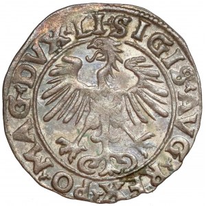 Zygmunt II August, Półgrosz Wilno 1555