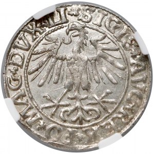 Zygmunt II August, Półgrosz Wilno 1550 - PIĘKNY - NGC MS65