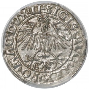 Zygmunt II August, Półgrosz Wilno 1549 - wygięta - PCGS MS62