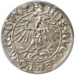 Zygmunt II August, Półgrosz Wilno 1550 - PCGS MS64