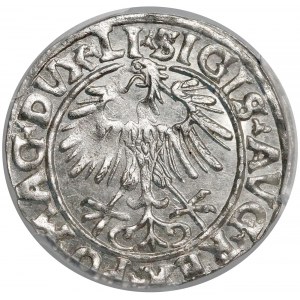 Zygmunt II August, Półgrosz Wilno 1556 - PCGS MS64