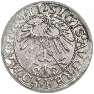 Zygmunt II August, Półgrosz Wilno 1557 - PCGS MS63