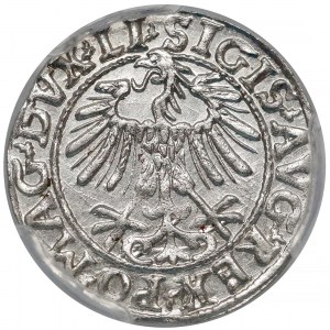 Zygmunt II August, Półgrosz Wilno 1557 - piękny - PCGS MS64