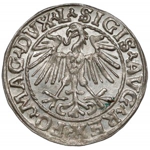 Zygmunt II August, Półgrosz Wilno 1548 - arabska - L