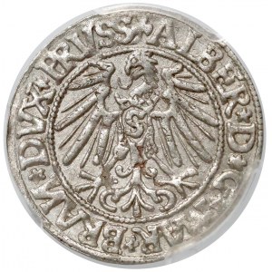 Prusy, Albrecht Hohenzollern, Grosz Królewiec 1545 - PCGS AU58