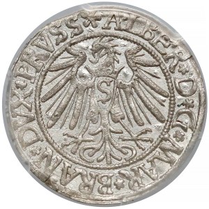 Prusy, Albrecht Hohenzollern, Grosz Królewiec 1539 - PCGS MS63