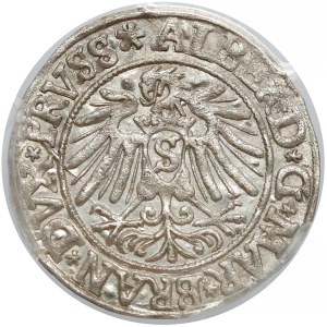 Prusy, Albrecht Hohenzollern, Grosz Królewiec 1538 - PCGS MS63