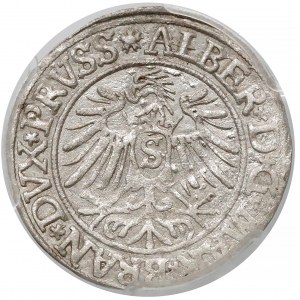 Prusy, Albrecht Hohenzollern, Grosz Królewiec 1537 - PCGS AU58