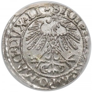 Zygmunt II August, Półgrosz Wilno 1558 - LITVA - PCGS MS63